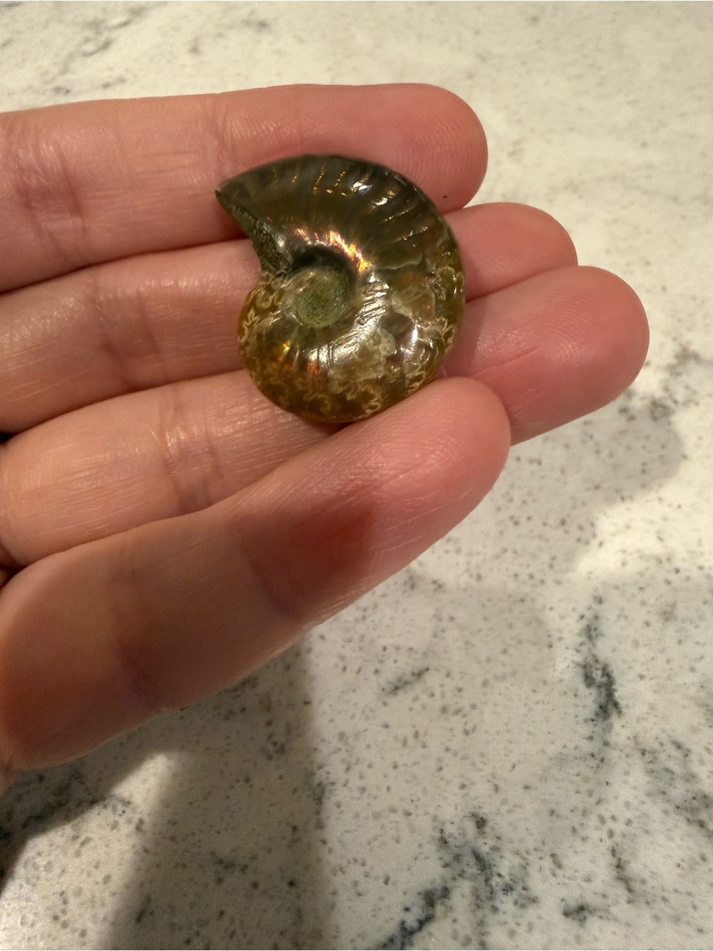 Ammonite Fossil Shell - Picture 2 of 4